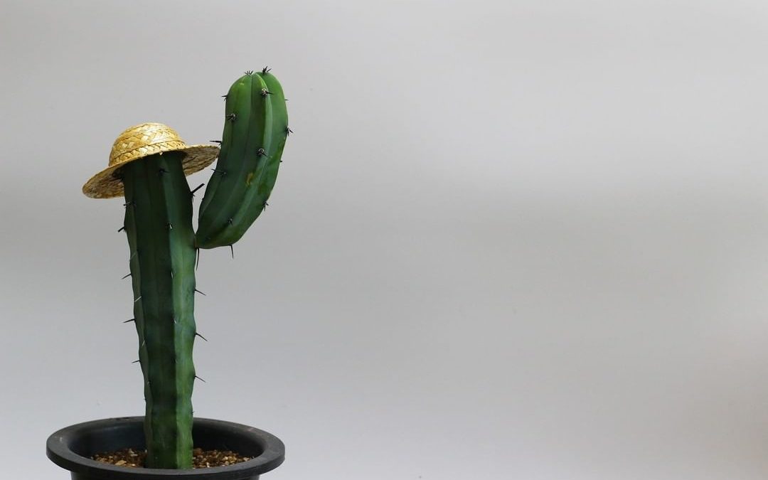 Kaktus ABC – N