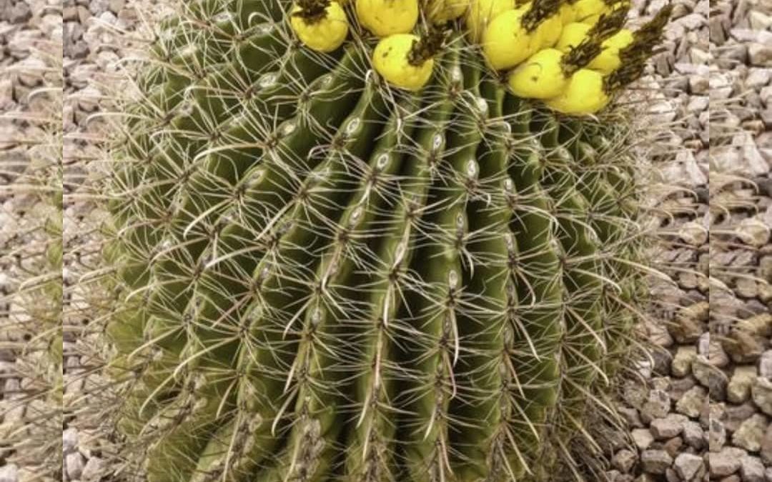 Kaktus ABC – Q